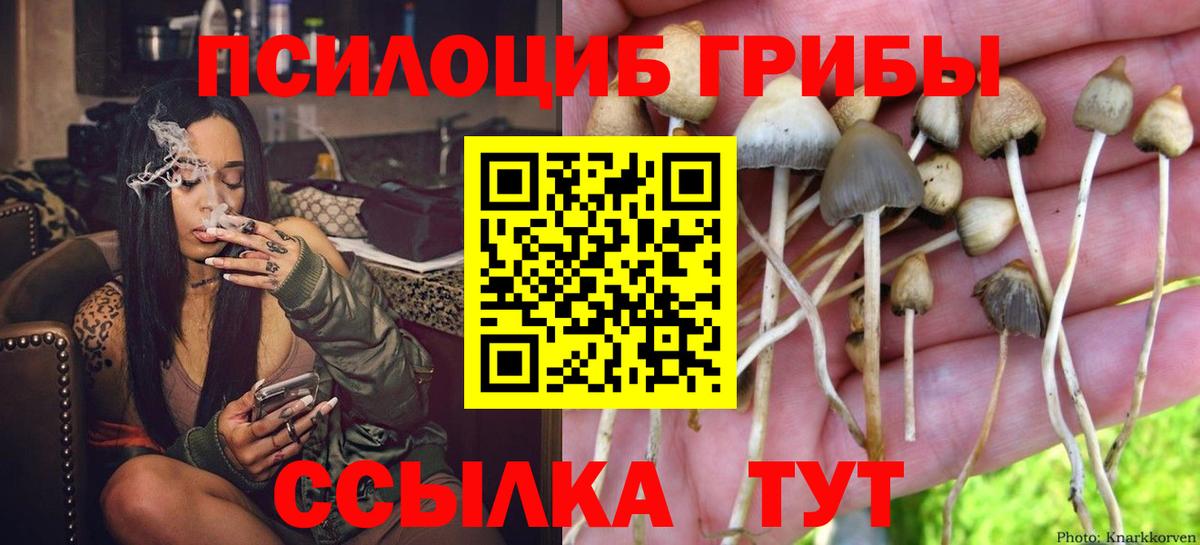 Псилоцибиновые грибы Psilocybe Ковров